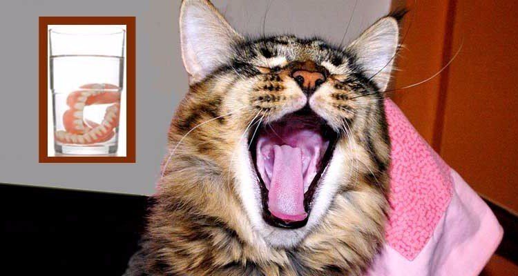 tandenpoetsen kat kattenadvies